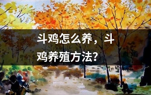 斗鸡怎么养，斗鸡养殖方法？