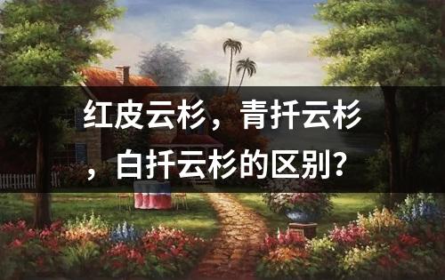 红皮云杉，青扦云杉，白扦云杉的区别？