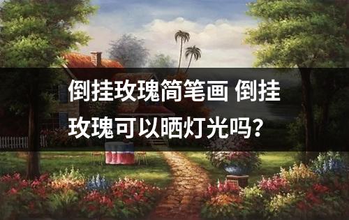 倒挂玫瑰简笔画 倒挂玫瑰可以晒灯光吗？