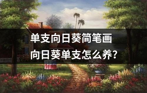 单支向日葵简笔画 向日葵单支怎么养？