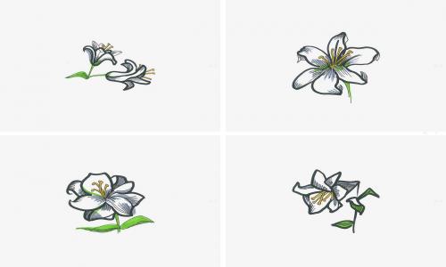 简笔画花朵的画法、花草花朵的画法分解步骤